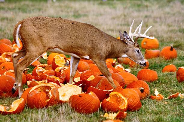Deer and the pumpkins stock photo
