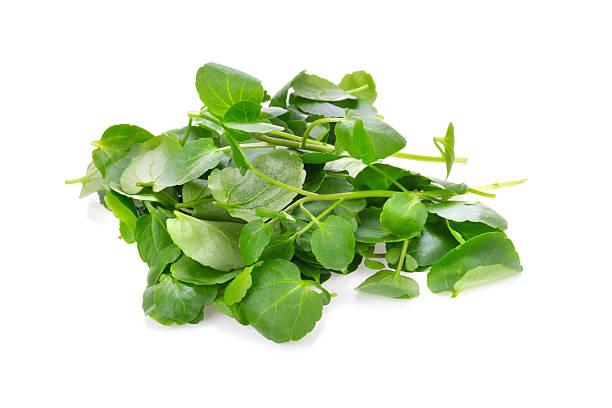Fresh Watercress isolated on white background Fresh Watercress isolated on white background. watercress stock pictures, royalty-free photos & images