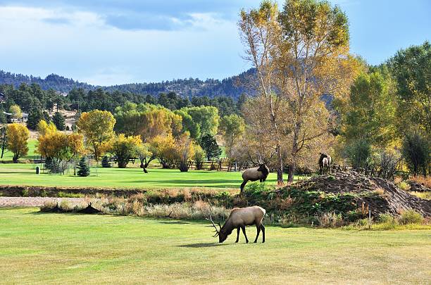 Three Elk Two bulls and a cow on a golf course in Colorado. estes park stock pictures, royalty-free photos & images