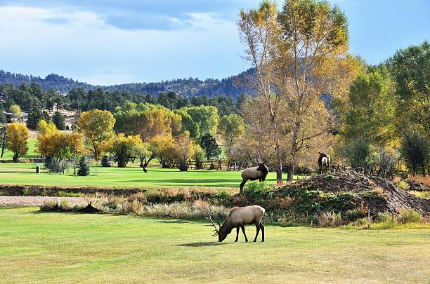 Three Elk Two bulls and a cow on a golf course in Colorado. aspen tree grove tree stand stock pictures, royalty-free photos & images
