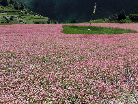 A prayer flag in a green heart, in the center of a pink buckwheat field in the Annapurna Himalayas of Nepal.