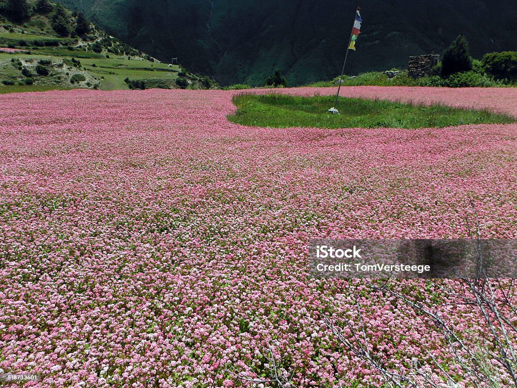 Bandeira de Oração em um campo de trigo sarraceno cor-de-rosa - Foto de stock de Agricultura royalty-free