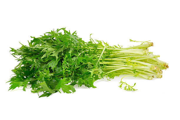 istock Mizuna greens on white background 518733634