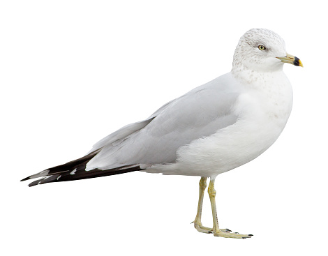 Ring-billed Gull (Larus delawarensis) on a white background with clipping path