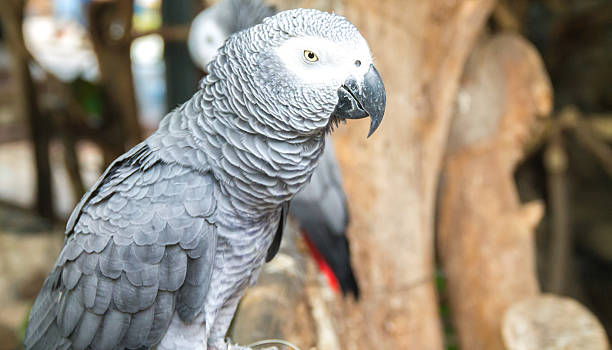 istock the small macaw in the farm 518734971
