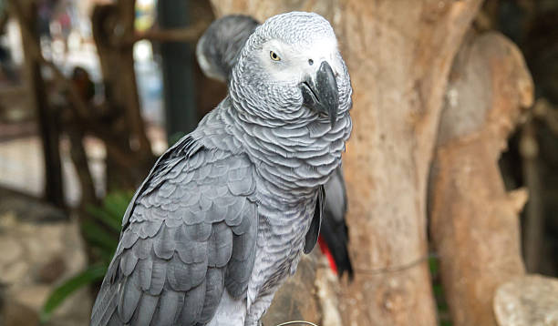 istock the small macaw in the farm 518734973