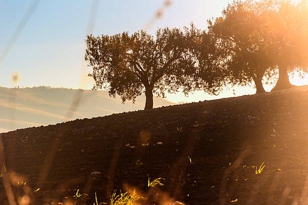 田園風景と autumn.between puglia バジリカータ：オリーブグローブで dawn.-italy- - drumlin ストックフォトと画像