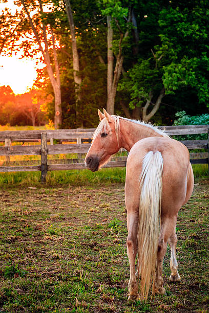 istock Horse of a farm 518735259