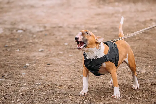 Barking Outdoors Brown Bullterrier Dog