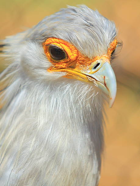 istock Secretarybird Closeup 518735759