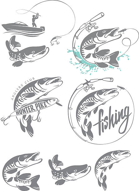 щука рыба логотипом - predatory fish stock illustrations