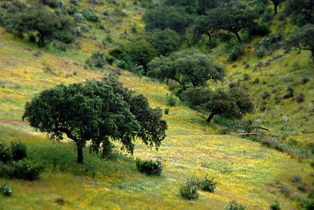 Valley with tree and flowers Valley with tree and flowers casares photos stock pictures, royalty-free photos & images