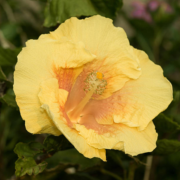 istock The yellow flowers 518736296