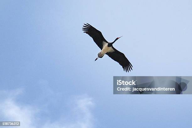 Black Stork Stock Photo - Download Image Now - Animal, Animal Body Part, Animal Migration