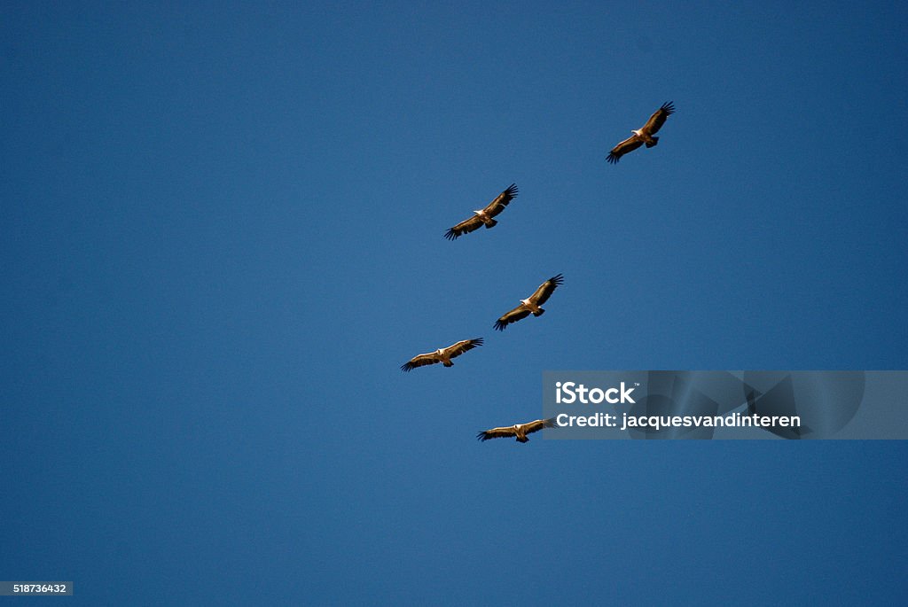 Group of flying vultures Group of flying vultures against a blue sky in the Monfrague National Park in Extremadura, Spain Animal Body Part Stock Photo
