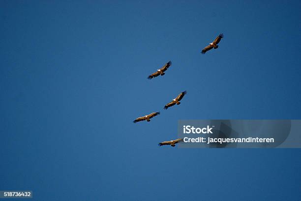 Group Of Flying Vultures Stock Photo - Download Image Now - Animal Body Part, Animal Wildlife, Animal Wing