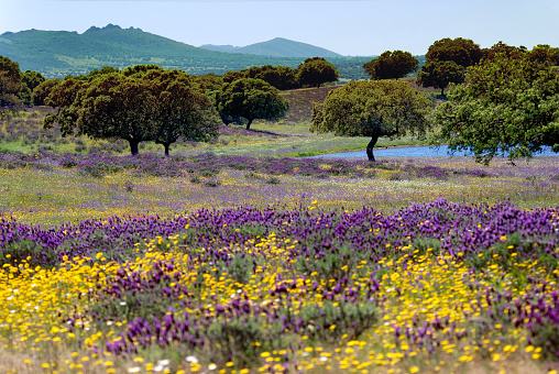 An abundance of flowers in a field in Spain. In the sitance a small lake and trees. Photo was taken in the Monfrague National Park.