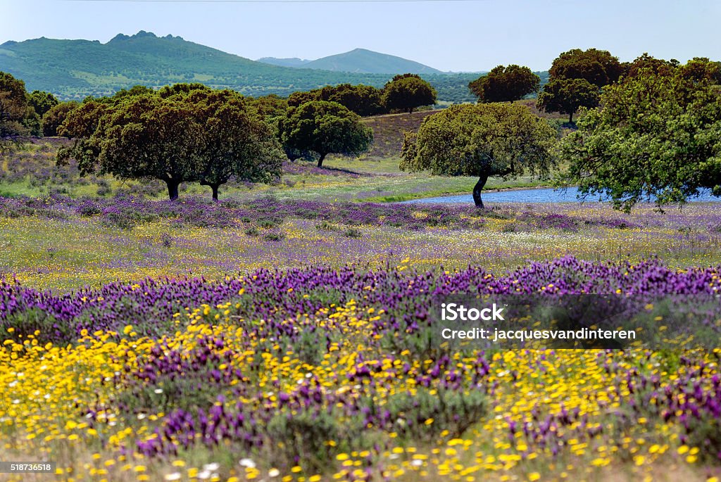 Flower bed in a Spanish landscape An abundance of flowers in a field in Spain. In the sitance a small lake and trees. Photo was taken in the Monfrague National Park. Caceres Stock Photo