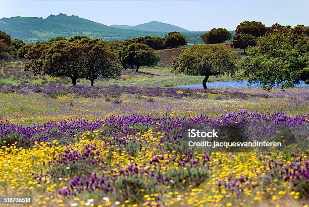 Flower Bed In A Spanish Landscape Stock Photo - Download Image Now - Flower, Spain, Caceres