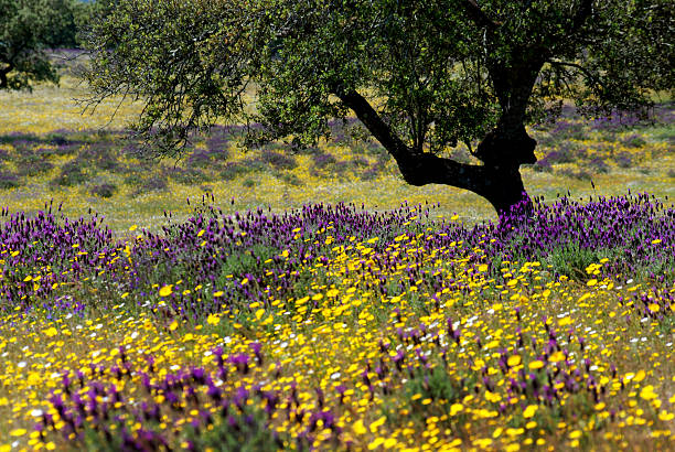 Flower bed with tree in summer An abundance of flowers in a field in Spain. A tree stands in the field. Photo was taken in the Monfrague National Park. casares photos stock pictures, royalty-free photos & images
