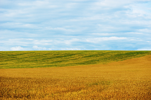 landscape in the countryside of wheat field and green grass