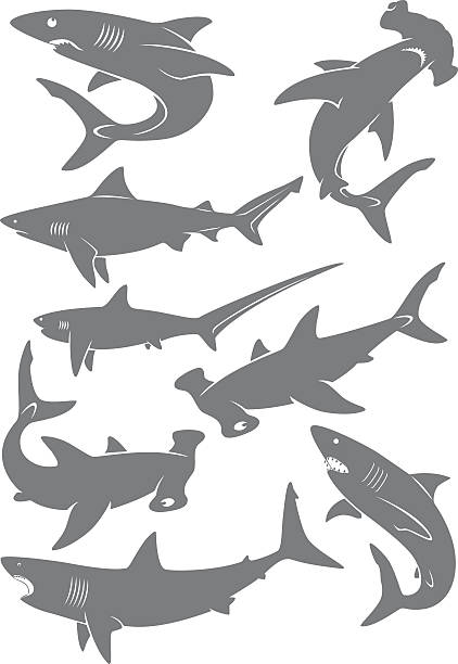 set of sharks set of sharks tiger shark stock illustrations