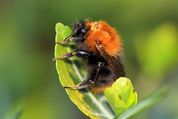 Tree bumblebee Bombus hypnorum Tree Bumblebee Bombus hypnorum is orange-brown color. Bumblebees are friendly animals and very useful bombus hypnorum pictures stock pictures, royalty-free photos & images