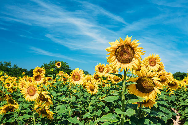 istock Bright yellow bloomng sunflowers field in sunny summer day 518737452