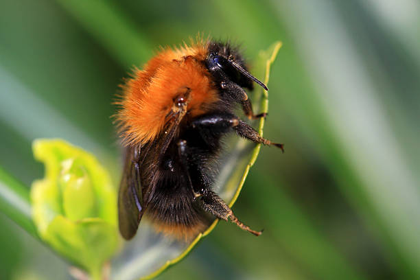 Bombus hypnorum, the tree bumblebee Tree Bumblebee Bombus hypnorum is orange-brown color. Bumblebees are friendly animals and very useful bombus hypnorum pictures stock pictures, royalty-free photos & images