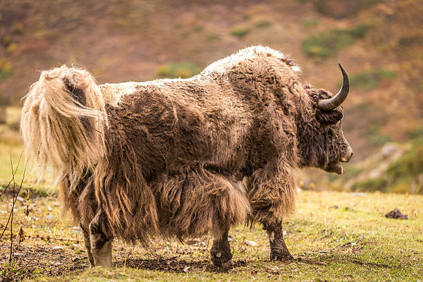 istock Huge horned Yak, Nepal 518737774