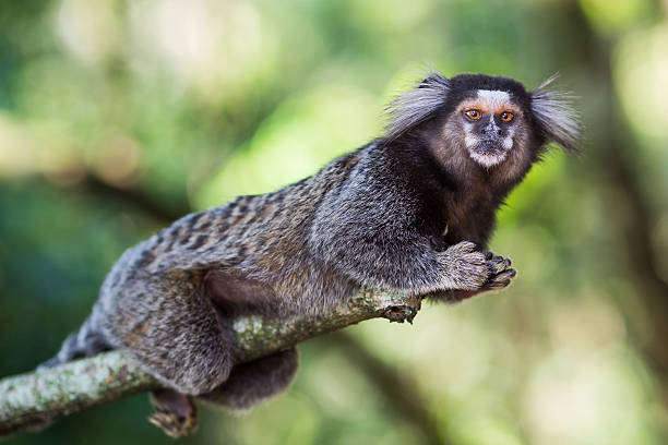 Sagui Monkey In The Wild Rio De Janeiro Brazil Stock Photo