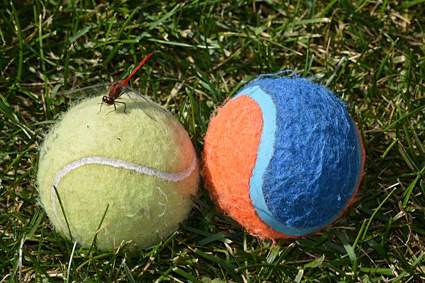 istock Tennis Balls with a Dragon Fly 518739370