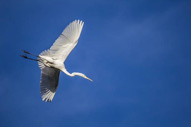 istock White egret flying across a blue sky 518741542