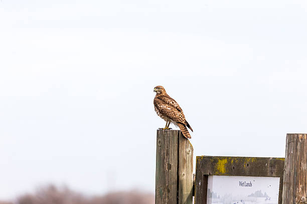 rotschwanz- falke in zentralkalifornien - red tailed boa stock-fotos und bilder