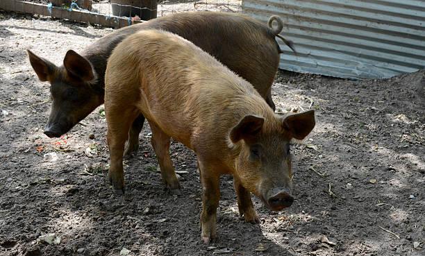 istock pigs in a pig pen 518751043