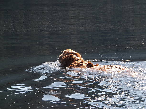 istock Dog fetching ball from lake 518751773