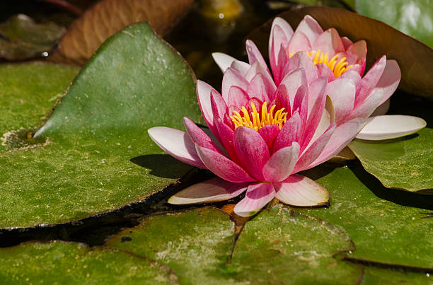 istock Pink Garden Lily 518752047
