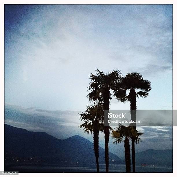 Palm Tree Stock Photo - Download Image Now - Beach, Copy Space, Dusk