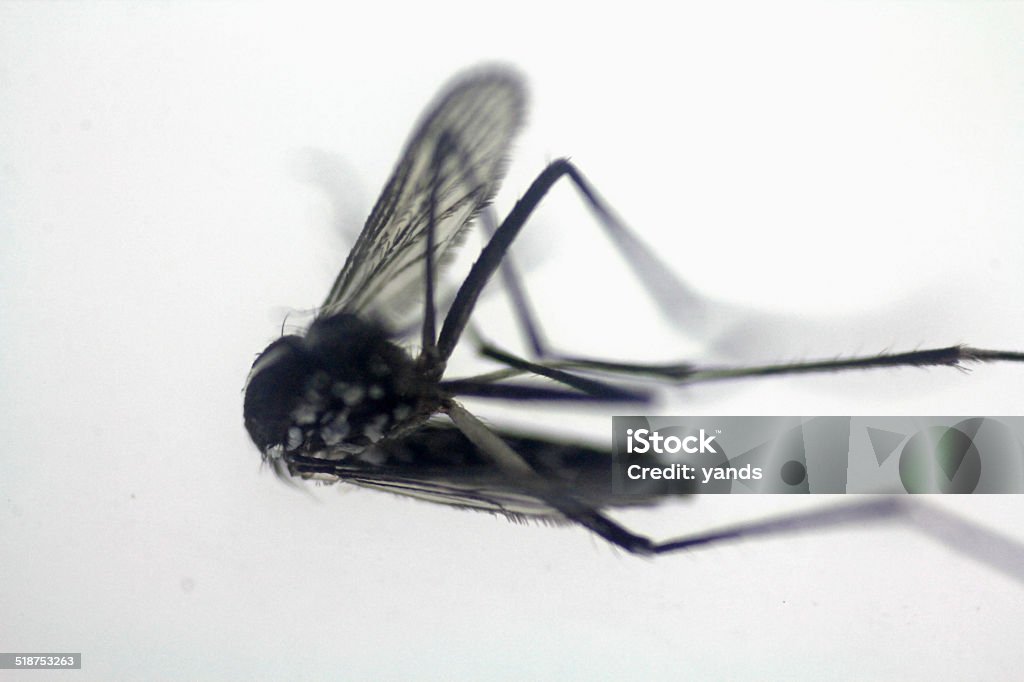 Dead Mosquito Animal Body Part Stock Photo