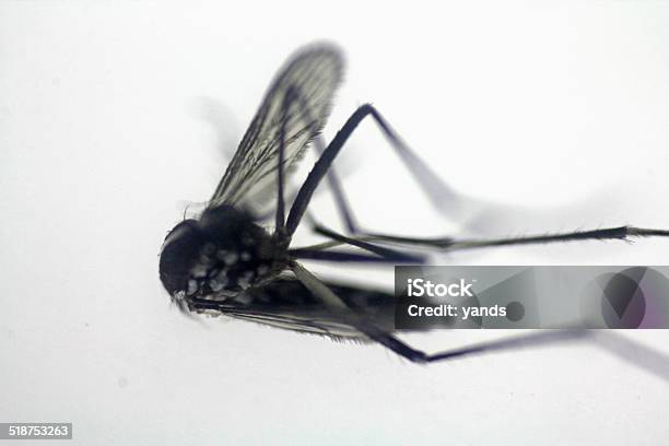 Dead Mosquito Stock Photo - Download Image Now - Animal Body Part, Animal Wing, Anopheles Mosquito