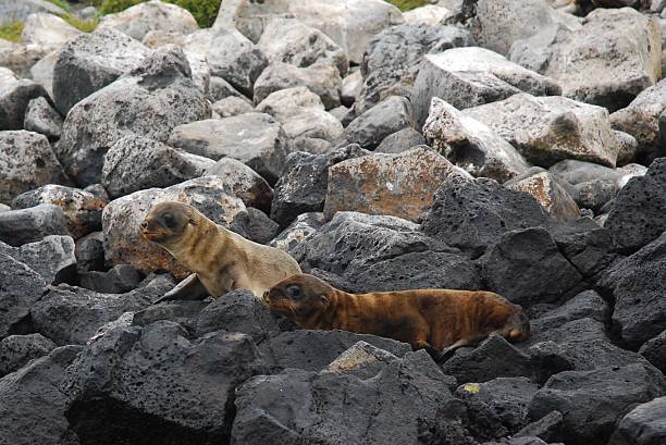 istock Galapagos Sea Lion Pups on the Rocks 518753359