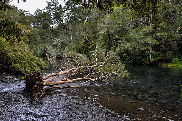 bacino di petrohuè su uno dei moli sentieri intorno, cile - chilean culture chile forest the americas foto e immagini stock