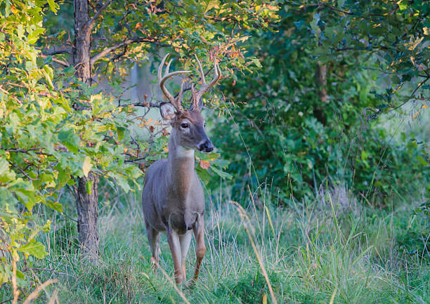 istock Missouri Whitetail Buck 518753743