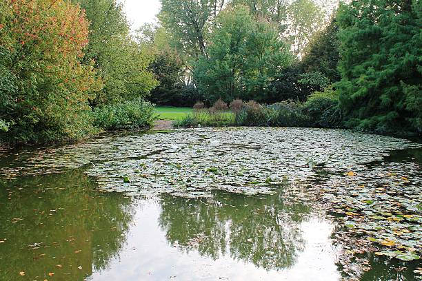 istock panoramic view of pond in autumn 518753853
