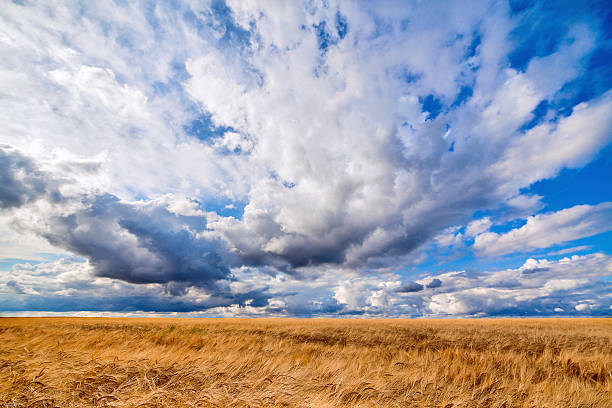 istock Field of wheat dramatic cloudy blue sky 518754631