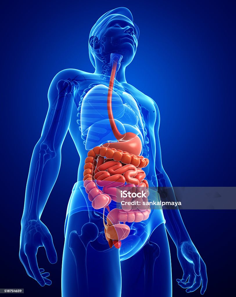 Small intestine anatomy of male Illustration of male small intestine anatomy Abdomen Stock Photo
