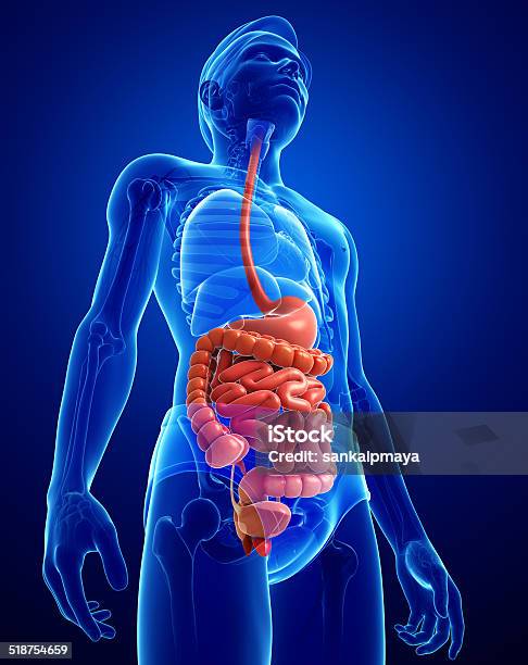 Small Intestine Anatomy Of Male Stock Photo - Download Image Now - Abdomen, Anatomy, Bladder