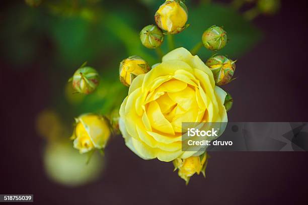 Wild Rose Stock Photo - Download Image Now - Beauty, Beauty In Nature, Blossom