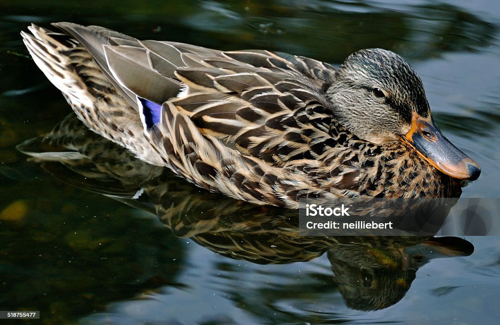 Female Mallard in water, with Reflection 1 Close up of a female mallard and her reflection in the water. Bird Stock Photo