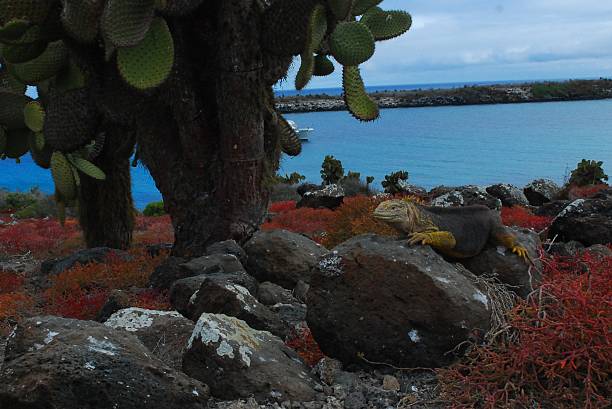 istock Land Iguana under Cactus Tree on South Plaza Island, Galapagos 518755797